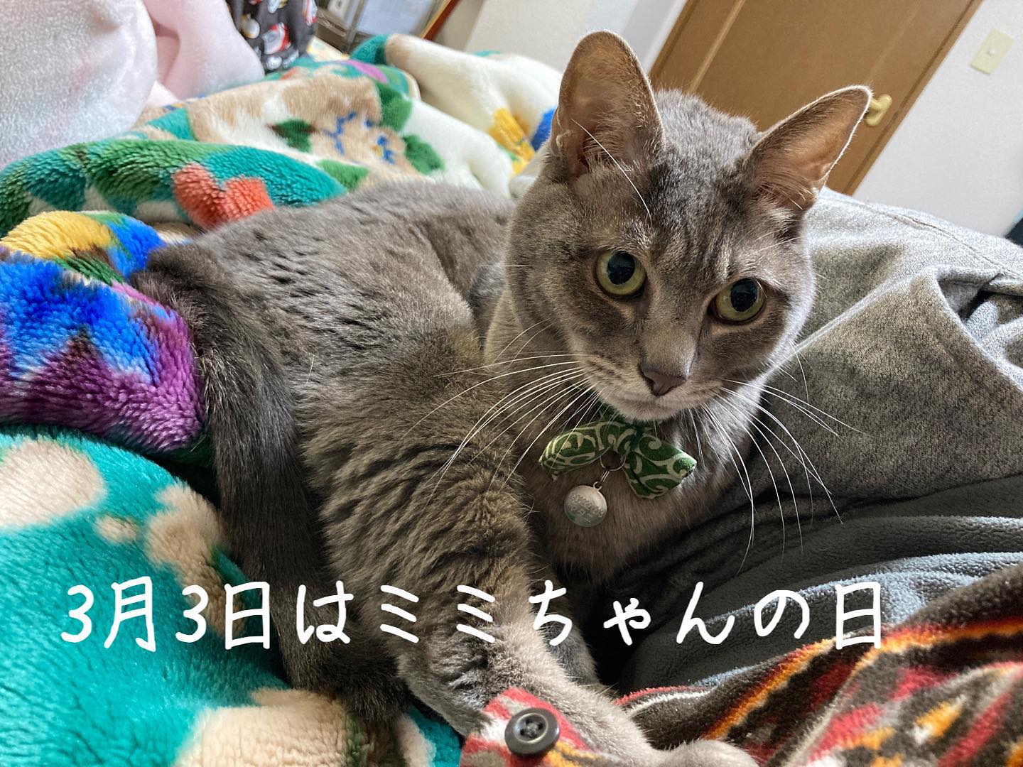 3月3日は、ミミちゃんの日ฅ(^^ฅ)今年の4/20で、7歳になります。これからも元気でいてね。 #猫好きさんと繋がりたい  #猫のいる暮らし #ミミちゃんの日 #3月3日